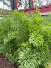 Ladda upp bild till gallerivisning, Midsommarbröd Dill &amp; Ost
